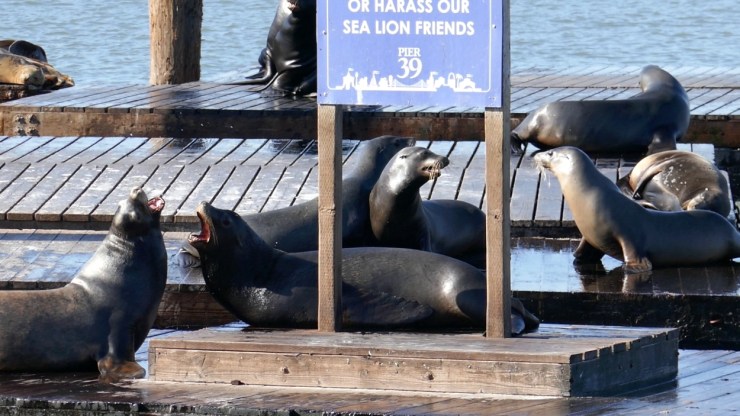 seals1