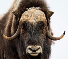 Musk-Ox